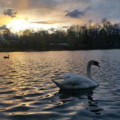 Swan Sunset