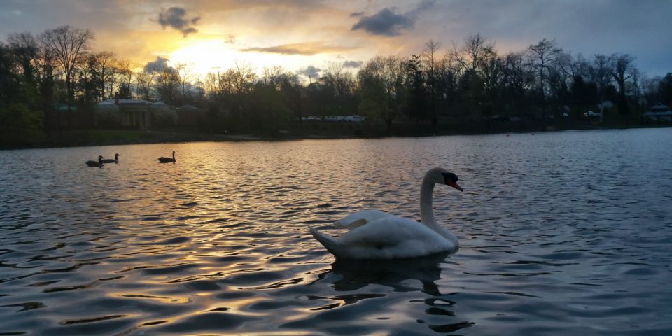 Swan Sunset