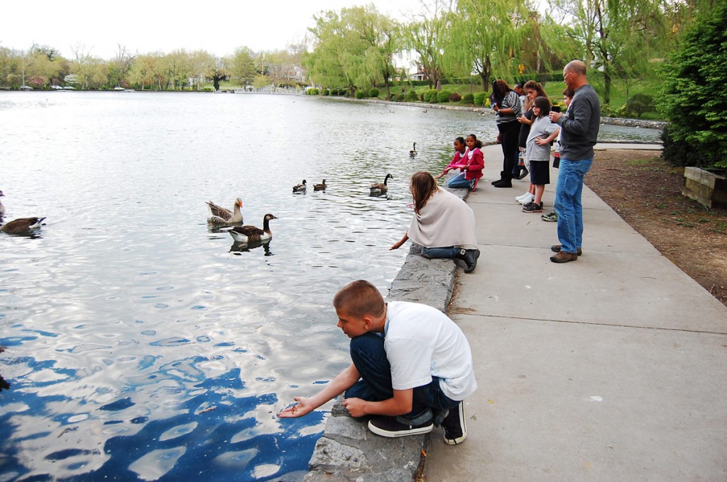 feeding-ducks