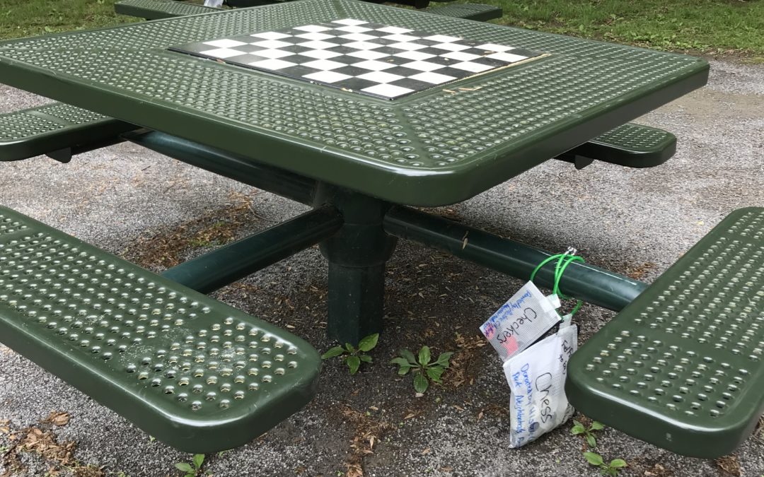 Chess Boards